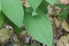 Uvularia