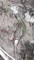 Liolaemus zapallarensis