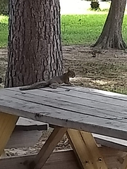 Sciurus carolinensis