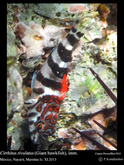 Giant Hawkfish photo 2