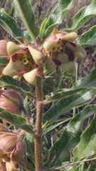 Pachycarpus dealbatus