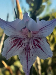 Gladiolus roseovenosus