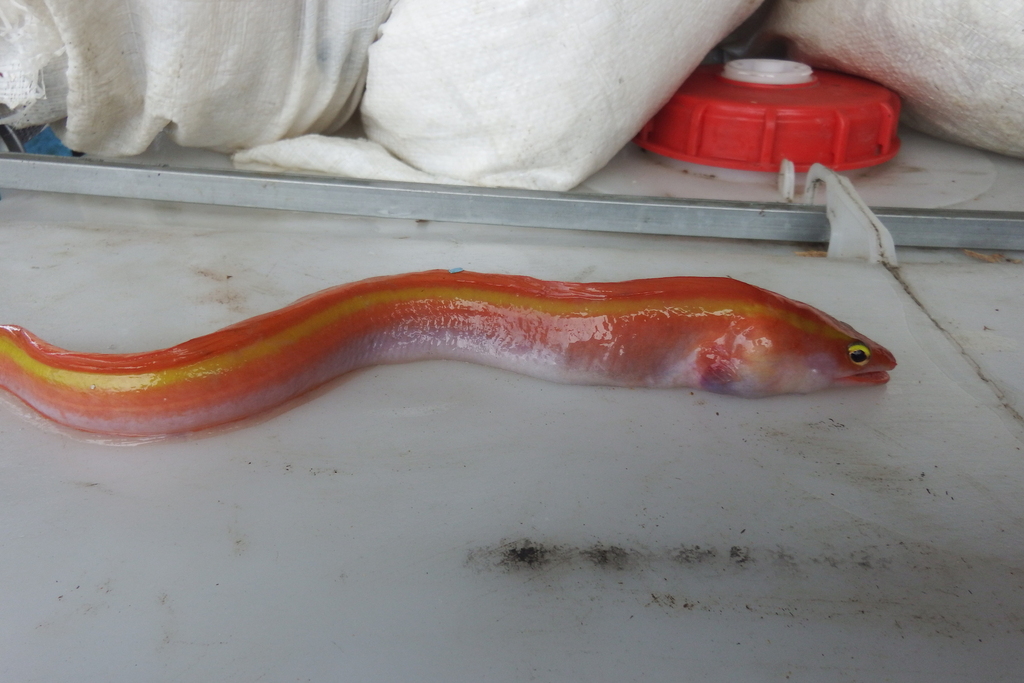 Orange Conger-Moray