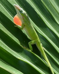 Cuban Green Anole photo 2