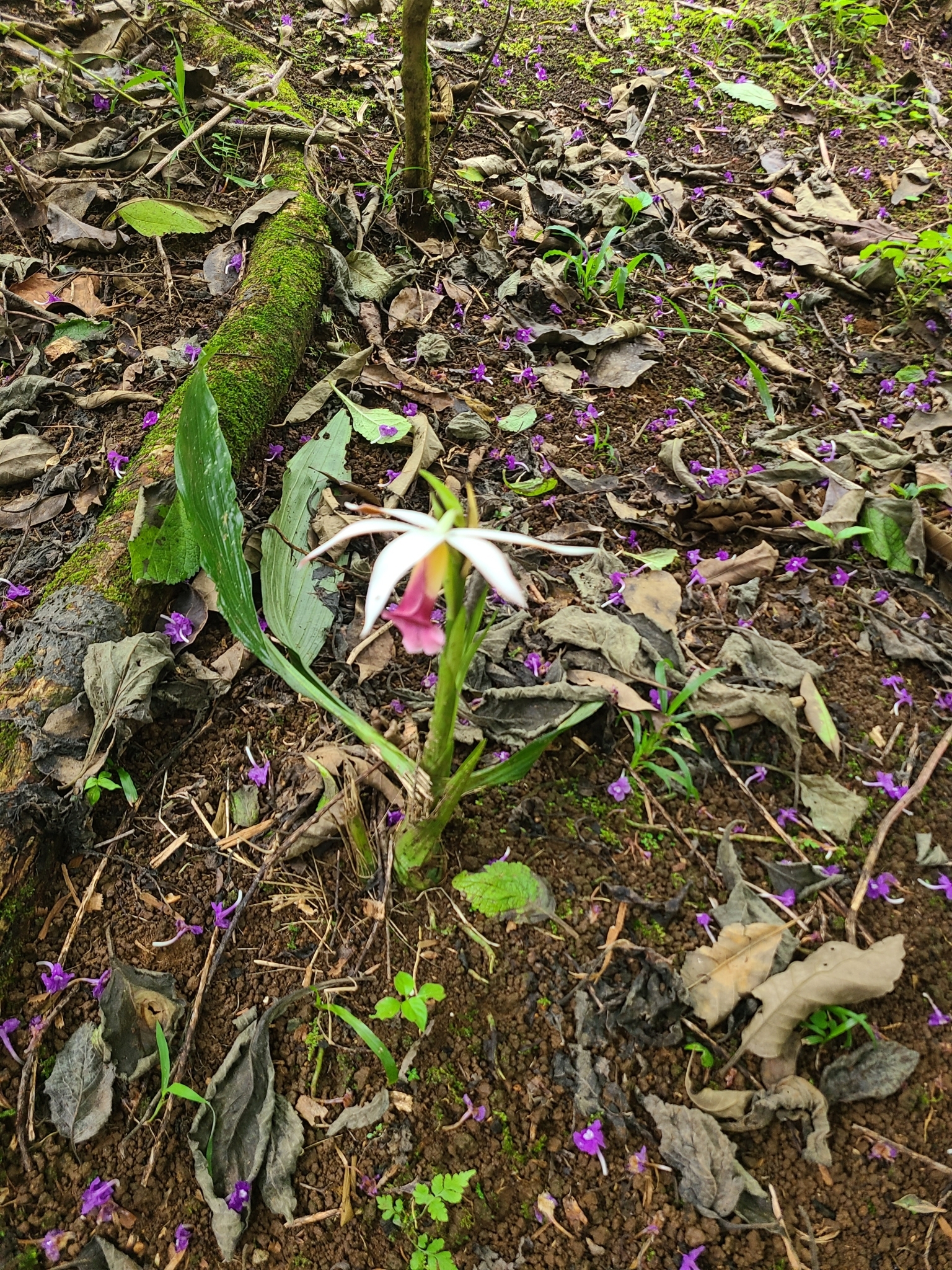 Imagem de Orquídea-tanque