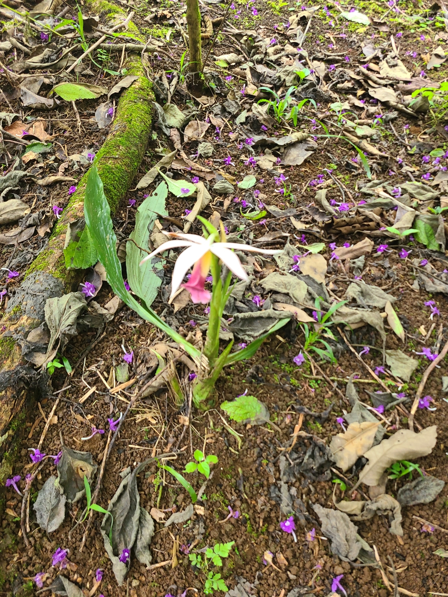 Imagem de Orquídea-tanque