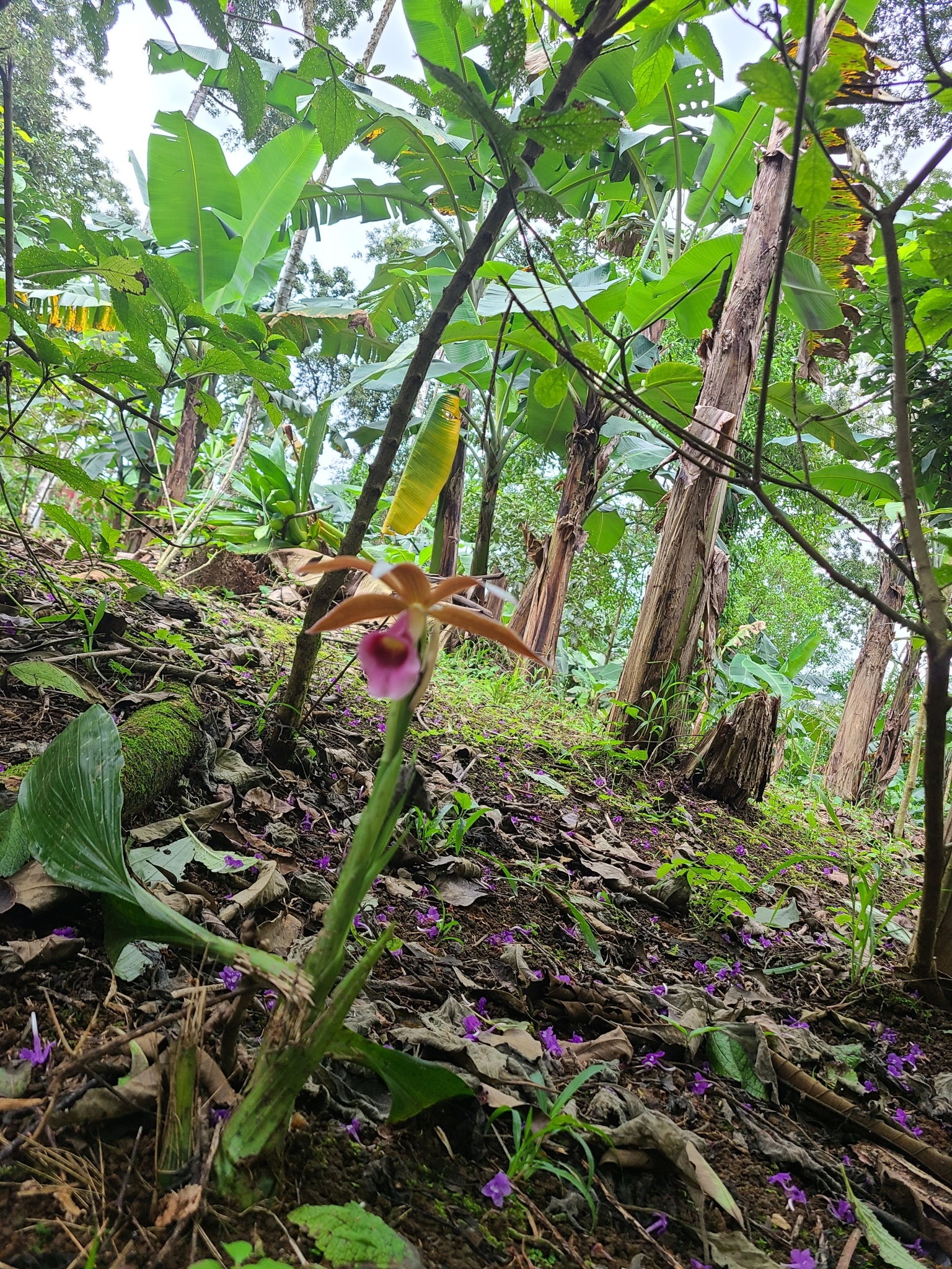 Imagem de Orquídea-tanque