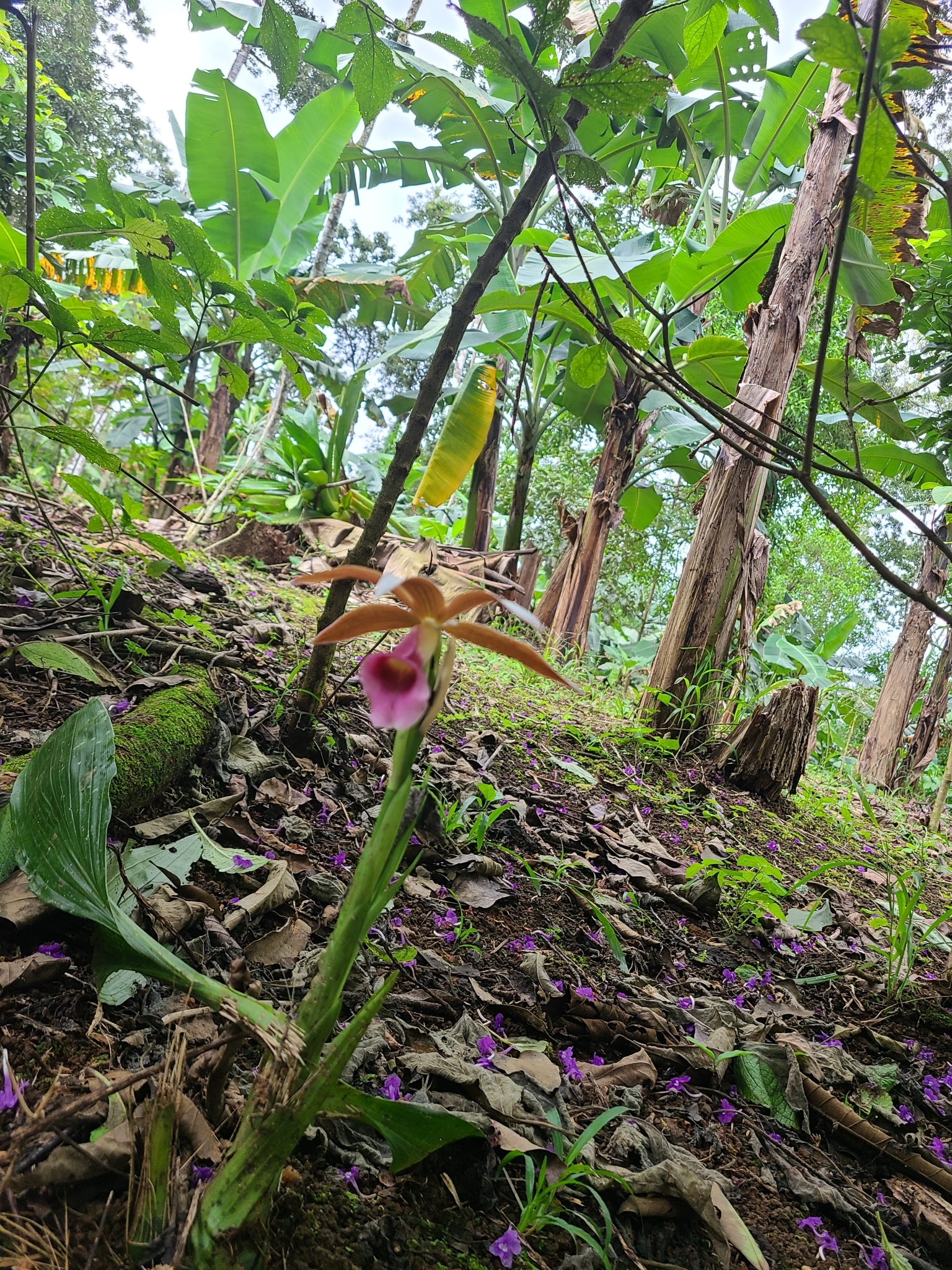 Imagem de Orquídea-tanque
