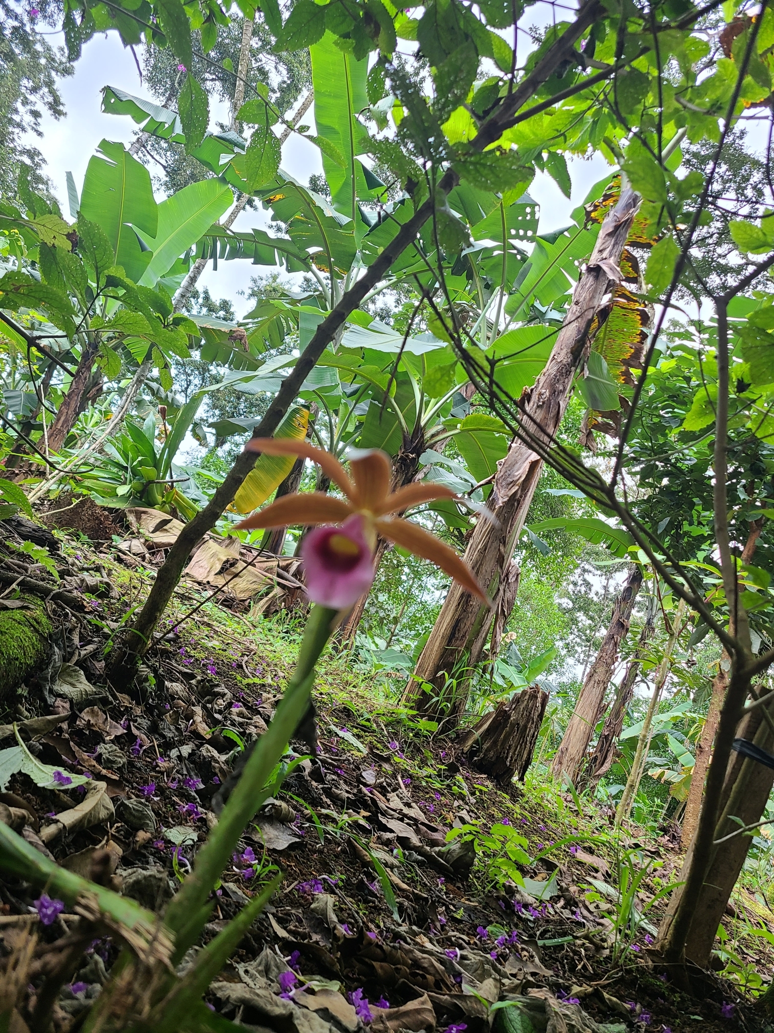 Imagem de Orquídea-tanque
