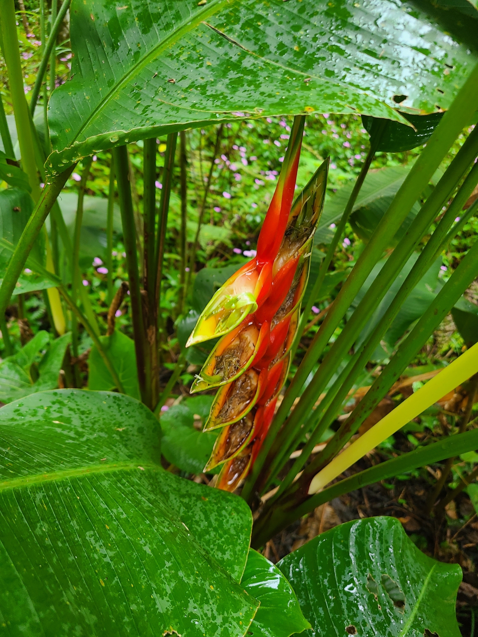 Imagem de Bananeira-do-brejo