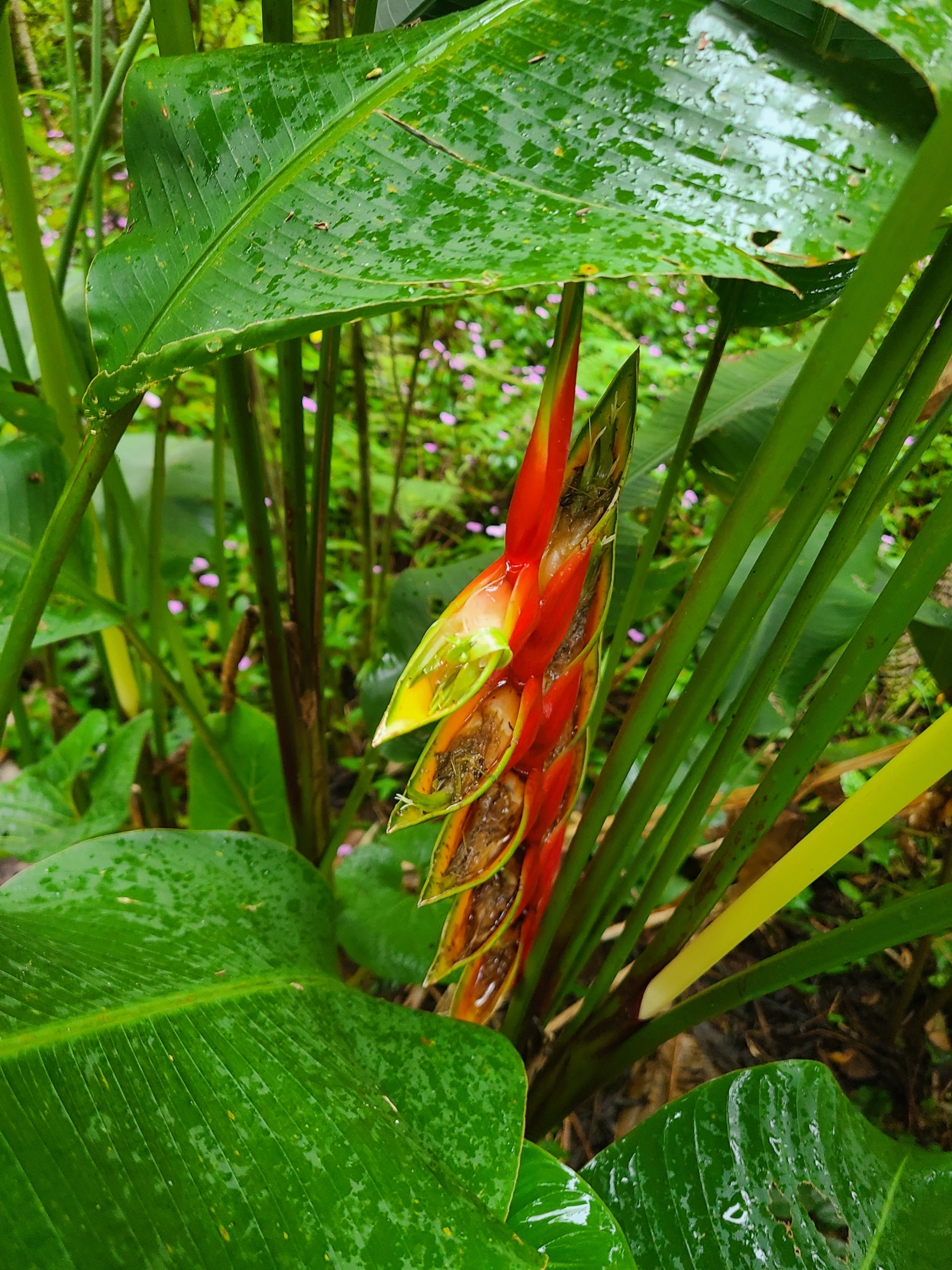 Imagem de Bananeira-do-brejo