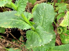 Alepidea cordifolia image
