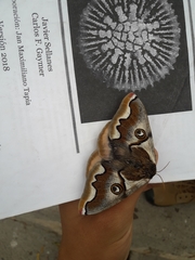 Polythysana cinerascens