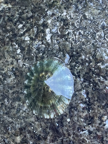Lottia mesoleuca