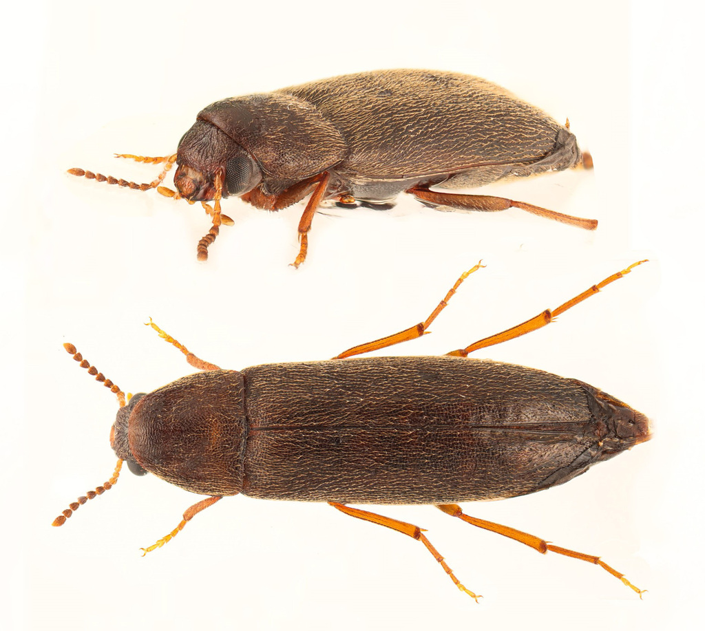 Uniform False Darkling Beetle