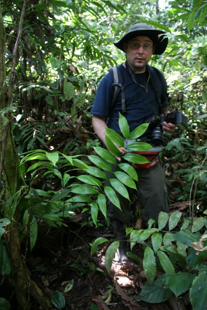 Zamia hymenophyllidia