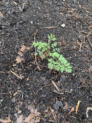 Petroselinum crispum