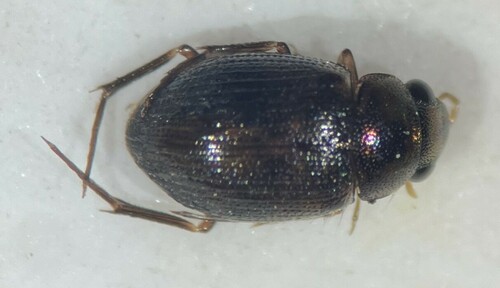 Berosus blechrus · iNaturalist