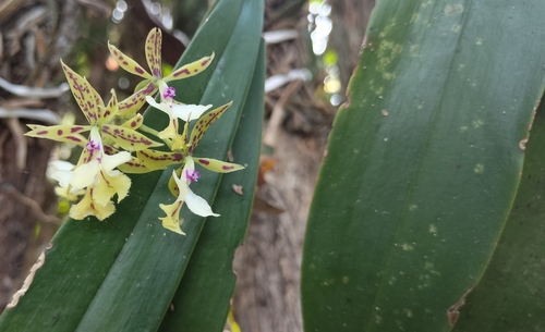 Image of Epidendrum stamfordianum by (c) Tereso Hernández Morales, some rights reserved (CC BY)
