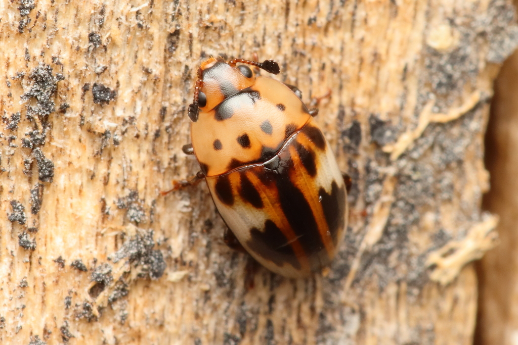 Mycotretus fallax