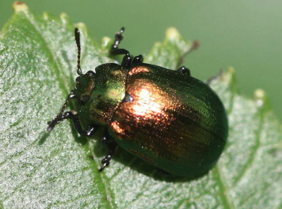 Erzfarbener Erlenblattkäfer (001 Oligolektische Arthropoden und