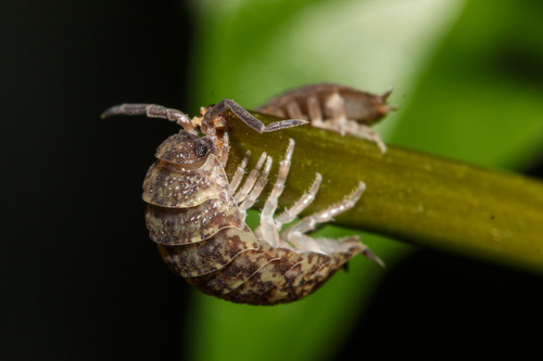 Common Rough Woodlouse, photo 3 of 10