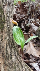 Erythronium rostratum