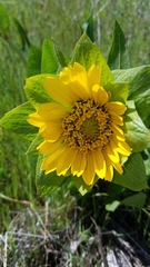 Wyethia glabra