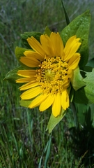 Wyethia glabra