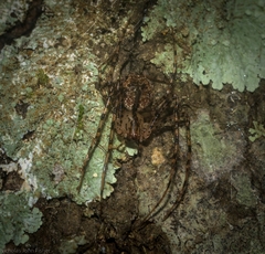 Australomimetus maculosus