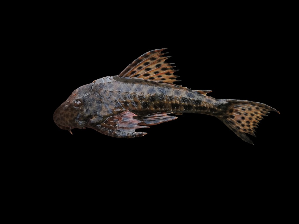 Landon's pleco (Hemiancistrus landoni) — Loricariidae