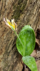 Erythronium rostratum