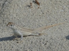 Leiocephalus raviceps