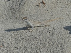 Leiocephalus raviceps