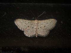 Idaea punctatissima
