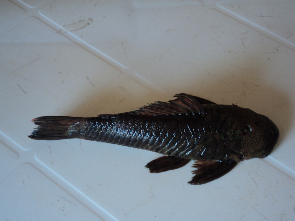 Chaetostoma branickii