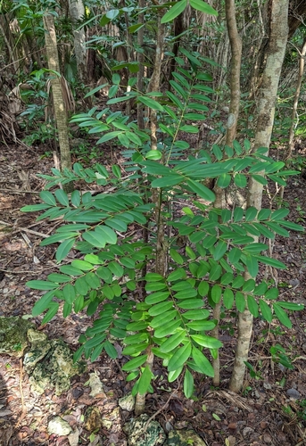 Paradisetree (Simarouba glauca)