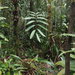 Zamia paucifoliolata - Photo (c) michaelcalonje, algunos derechos reservados (CC BY-NC)