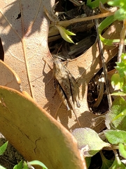 Tettigidea