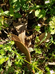 Tettigidea