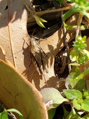 Tettigidea