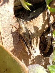 Tettigidea