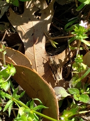 Tettigidea