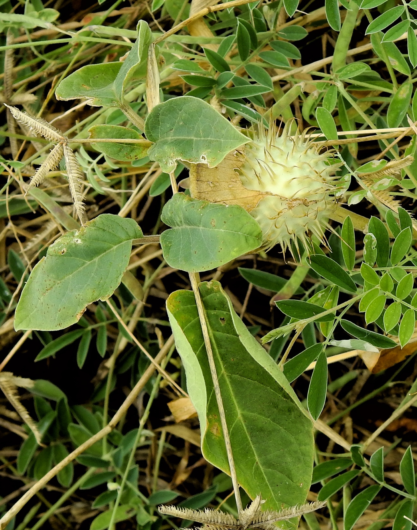 Imagem de Trombeta branca