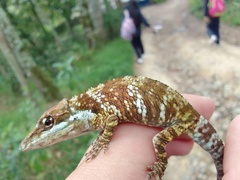 Tequendama Anole photo 2