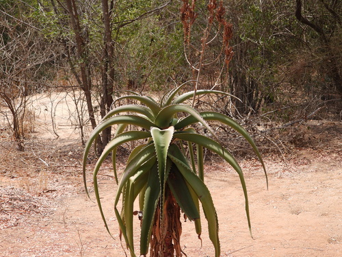 Image of Aloe vaombe by (c) amantedarmanin, some rights reserved (CC BY)