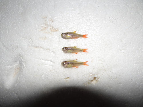 Ecuadorian tetra (Hyphessobrycon ecuadoriensis) — Characidae — 5