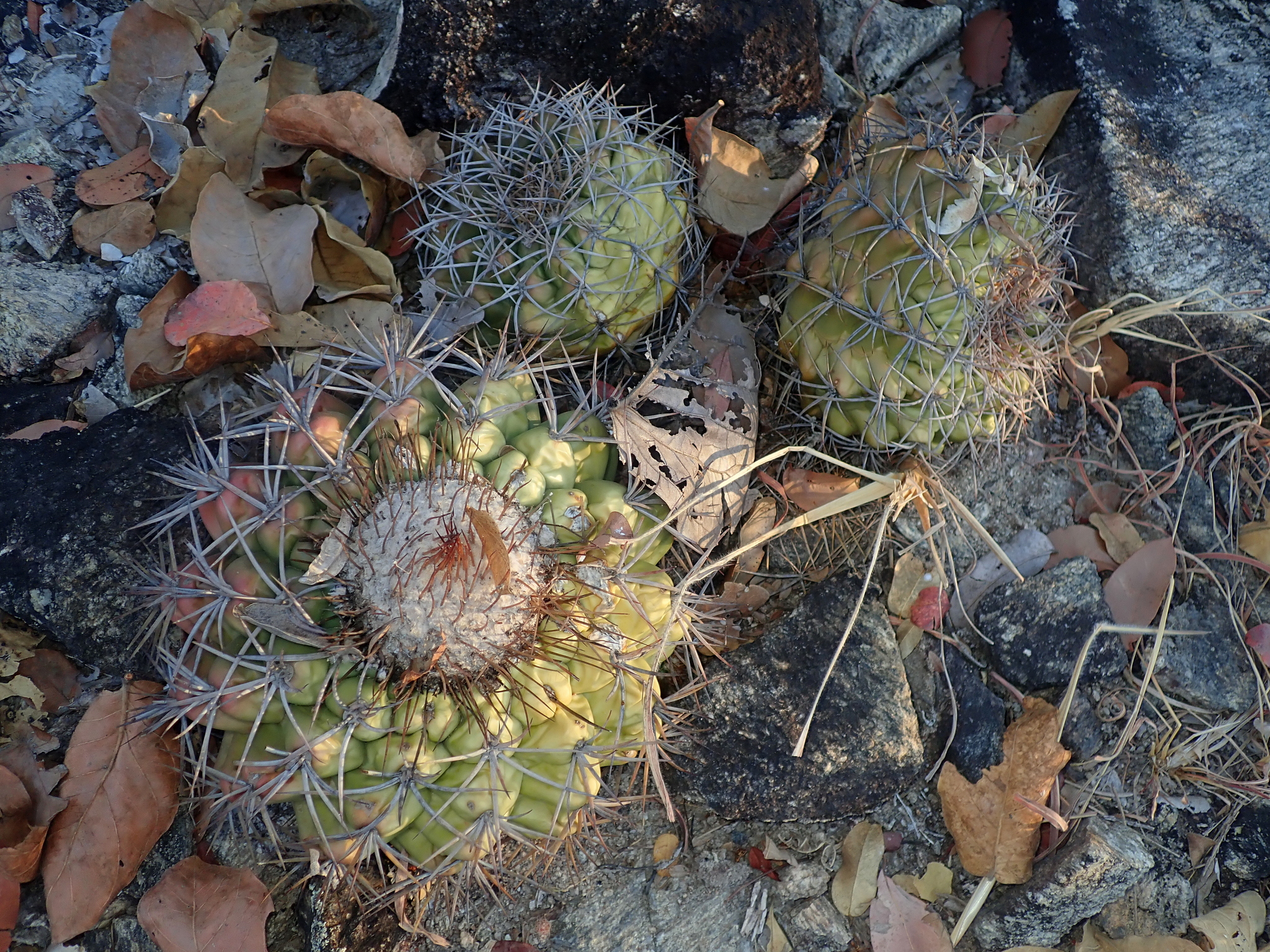 Discocactus diersianus