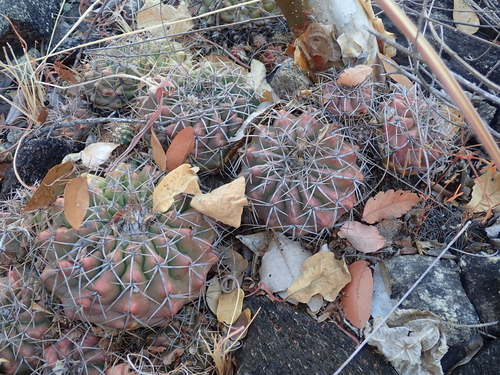 Discocactus diersianus
