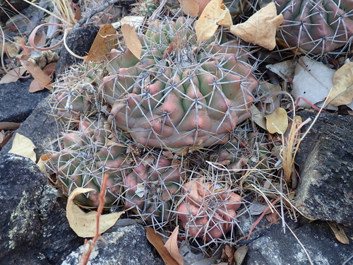 Discocactus diersianus